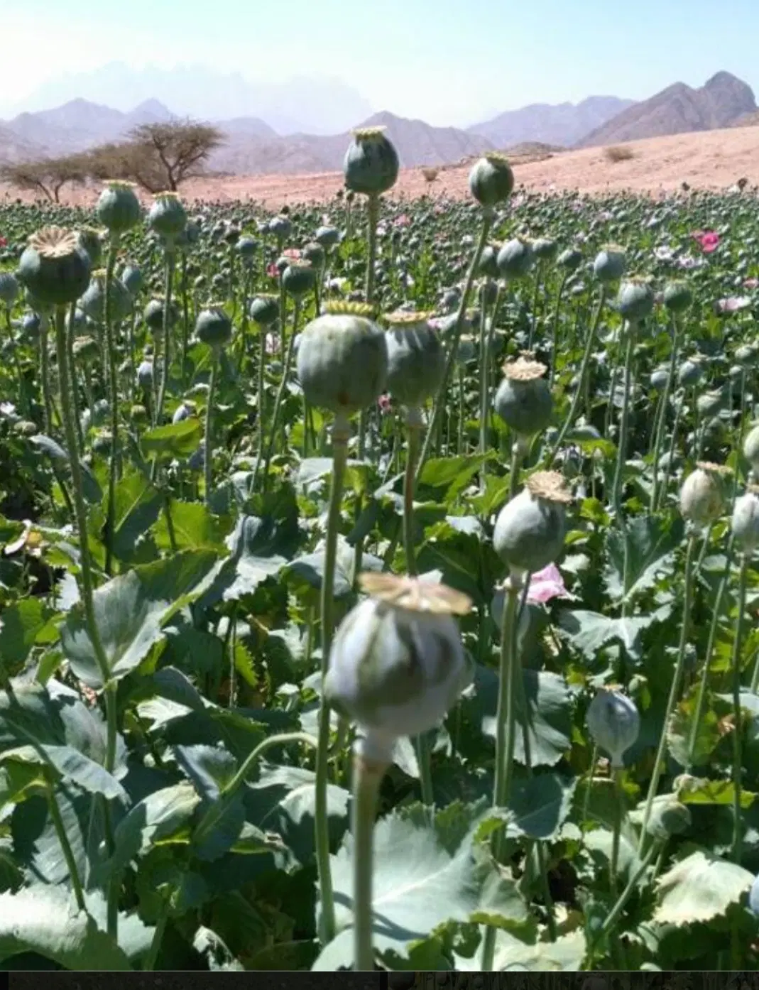 زمین کشاورزی اجاره برای کشت خشخاش