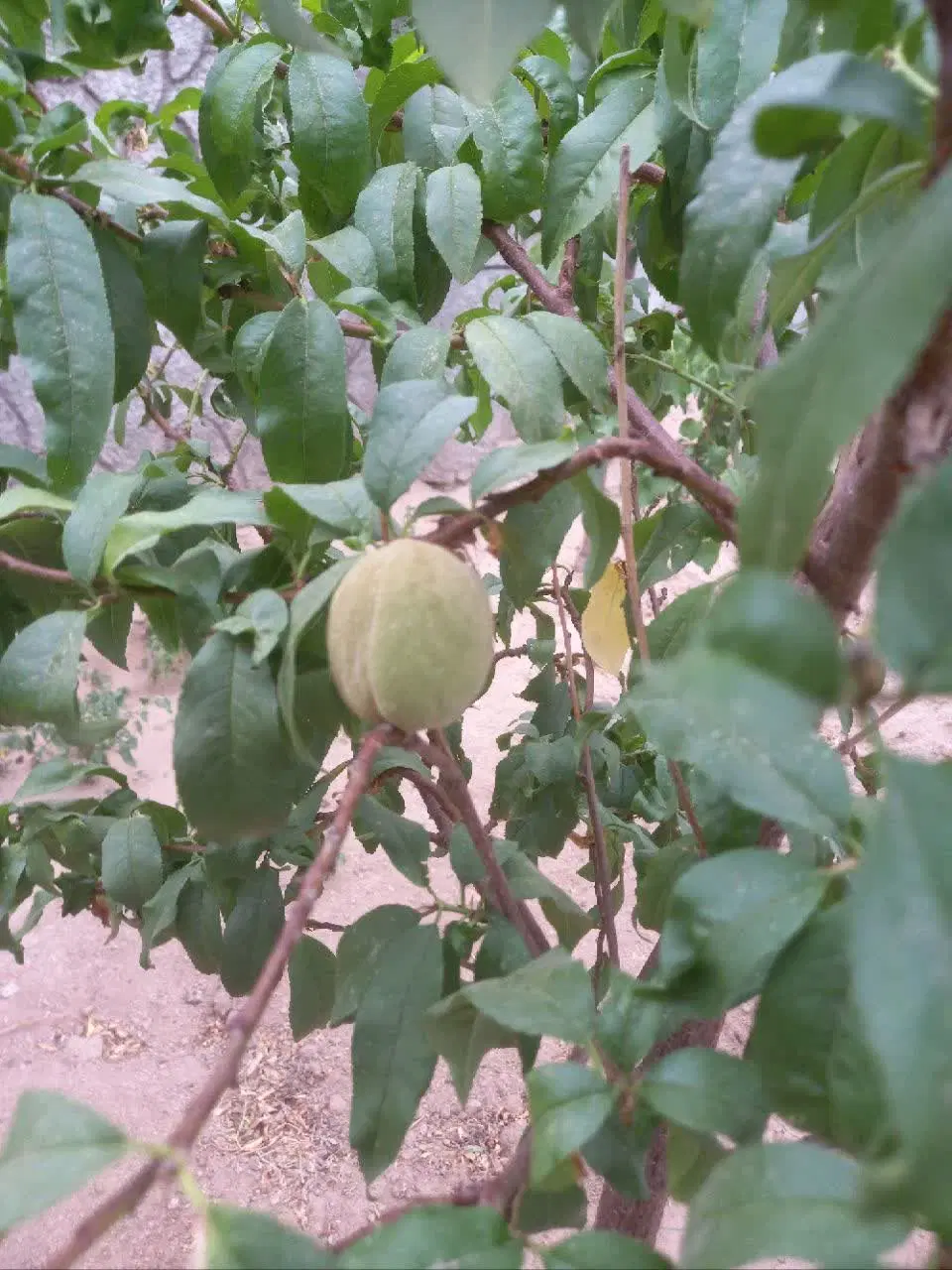 خانه باغ