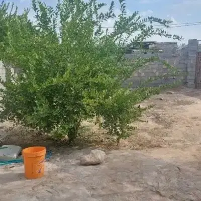 فروش زمین ۱۲۴متری در چهچکور_آبشورک شهرک دریا