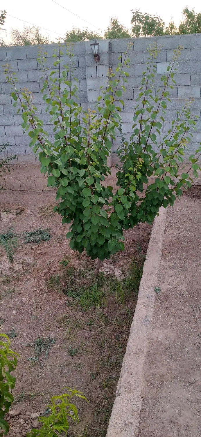 فروش باغچه نقلی۴۴۰ متری قلعه سفید