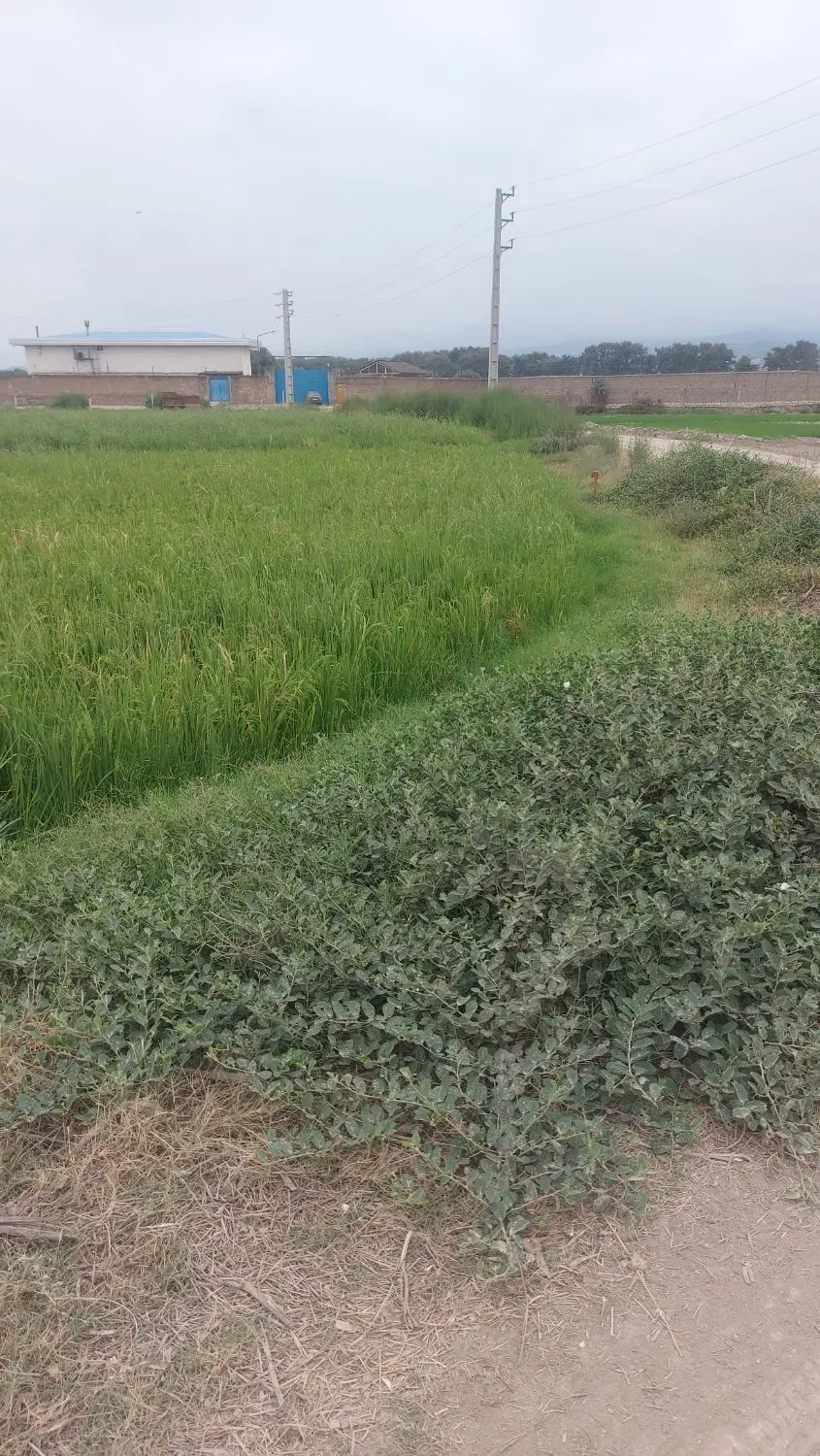 زمین باغی  ۶۰۰متر در روستای یساقی