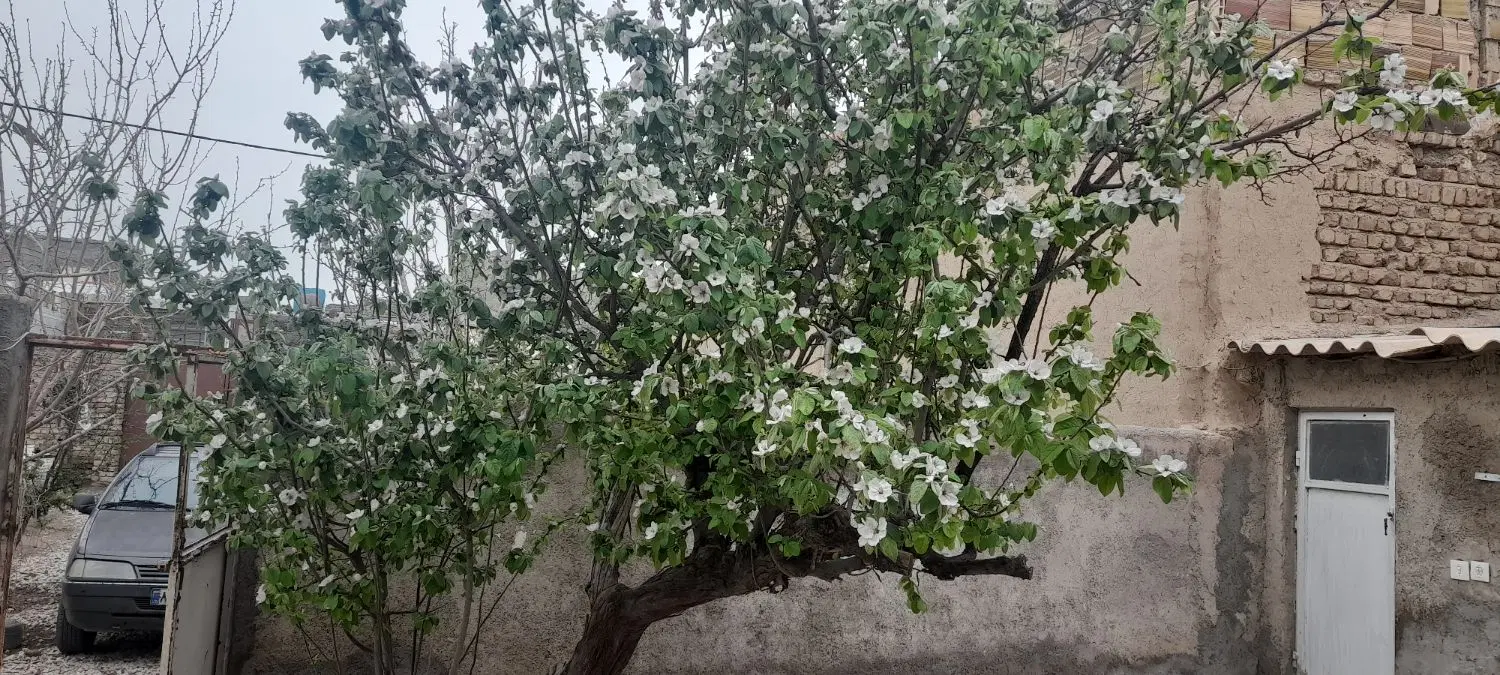 زمین به متراژ۲۰۰دررضویه ۱۳ به فروش می رود