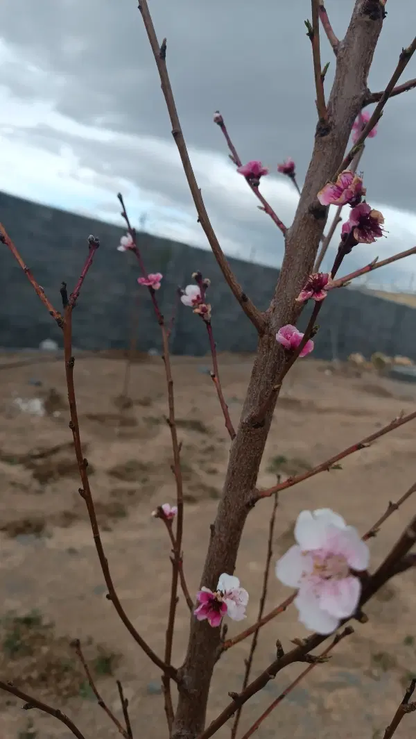 باغ ۴دیواری رازان شرایطی ۱۸۰۰نقد باقی چک ۳ ماه