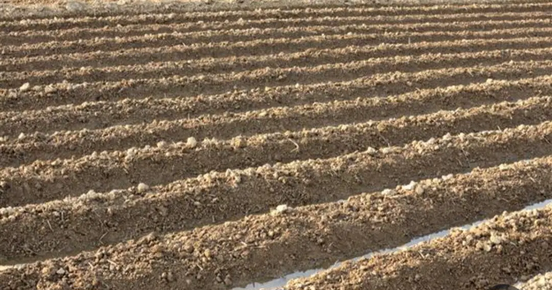 فروش زمین کشاورزی آبی در روستای کزنار