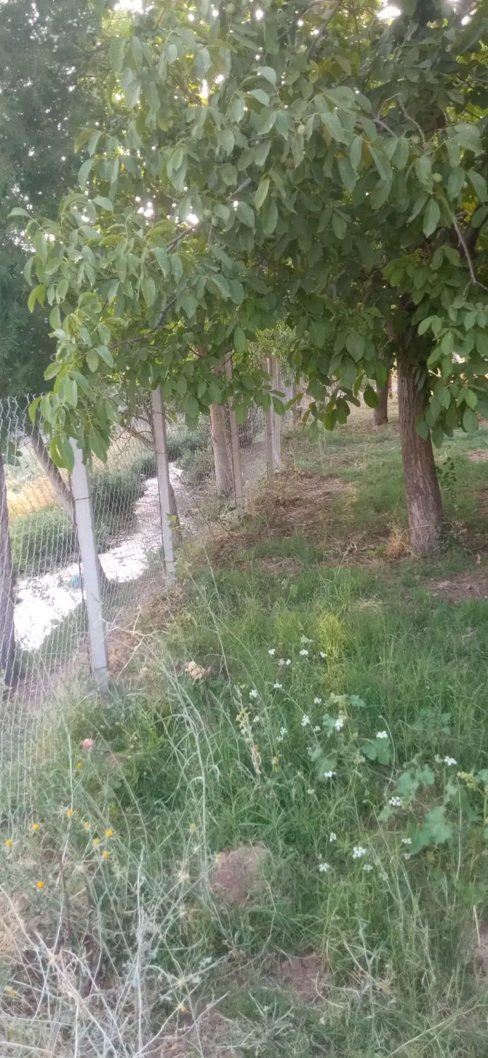باغ زیبا واقع درجنب دانشگاه آزاد اول بادام شیرین