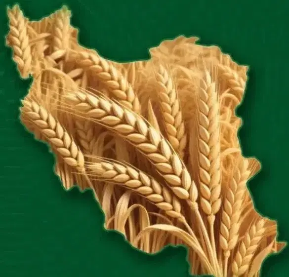 نیم هکتار زمین مرغوب کشاورزی