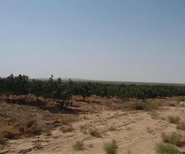 فروش زمین با کاربری کشاورزی با آب در حجت آباد