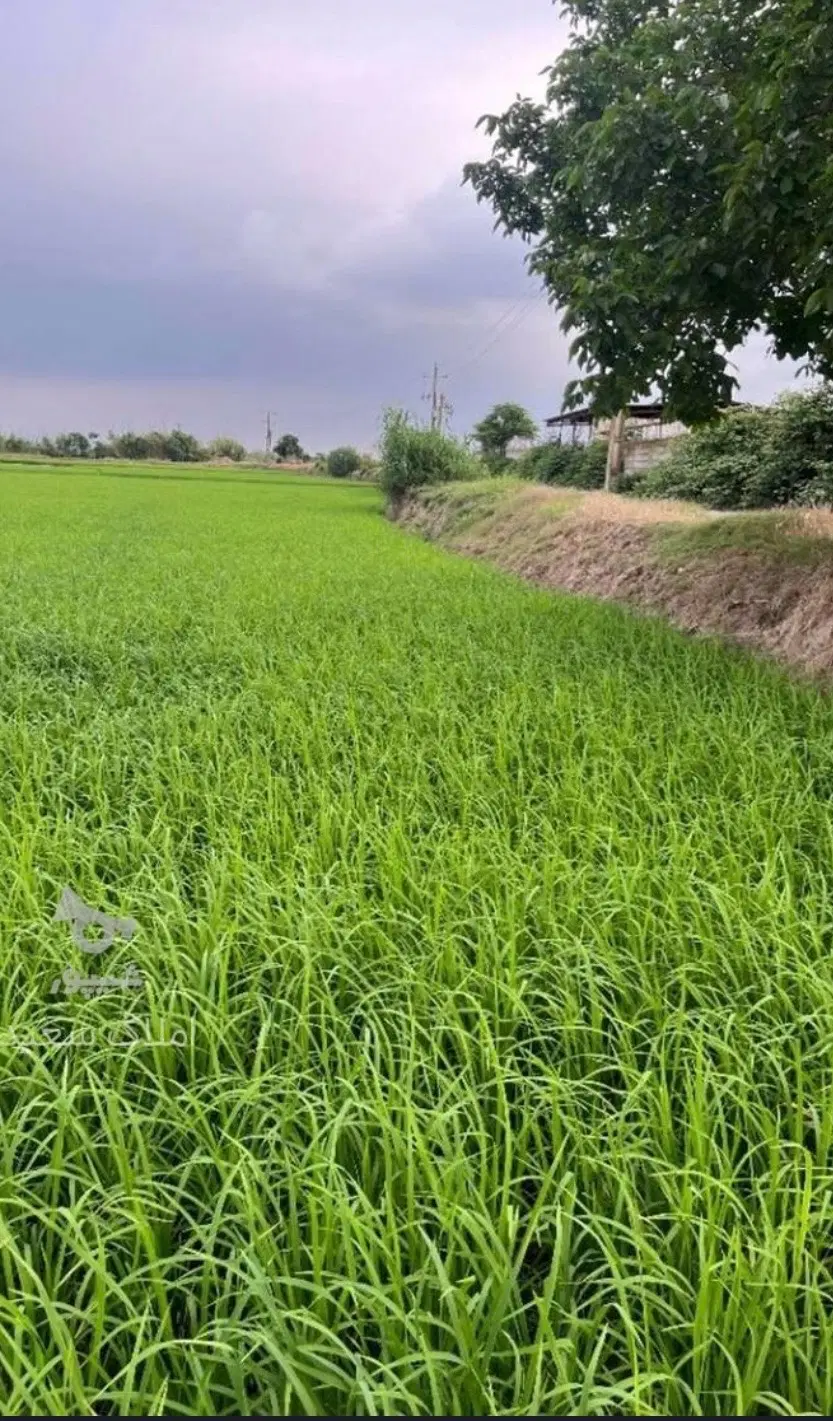 زمین کشاورزی در شهرک صنعتی رجه
