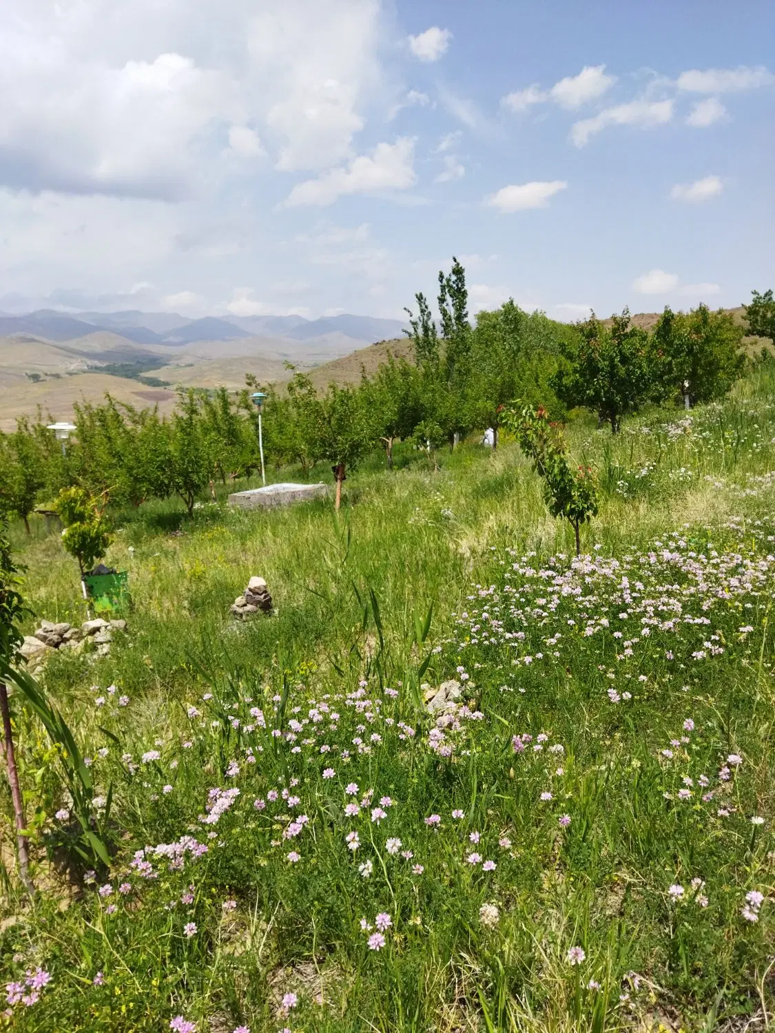باغ یا زمین باغی نرسیده به تهم