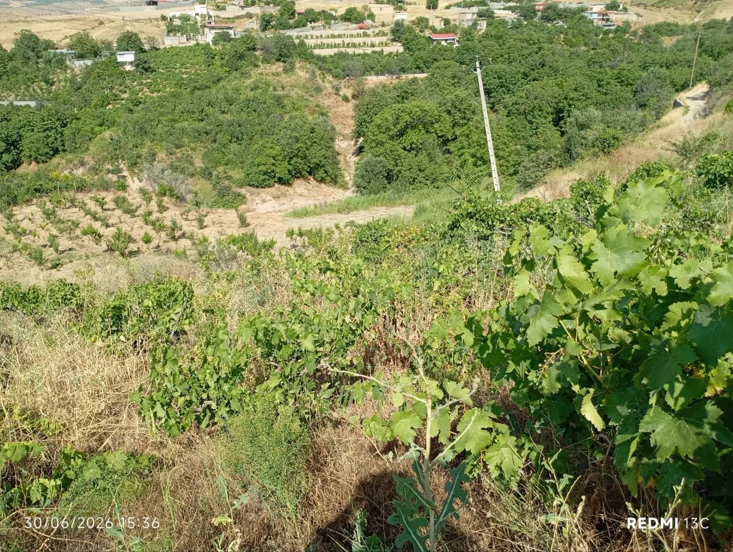 باغ فروشی در جاده قدیم  روستا توت معاوضه با متور