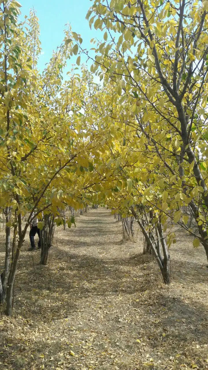 فروش زمین باغی