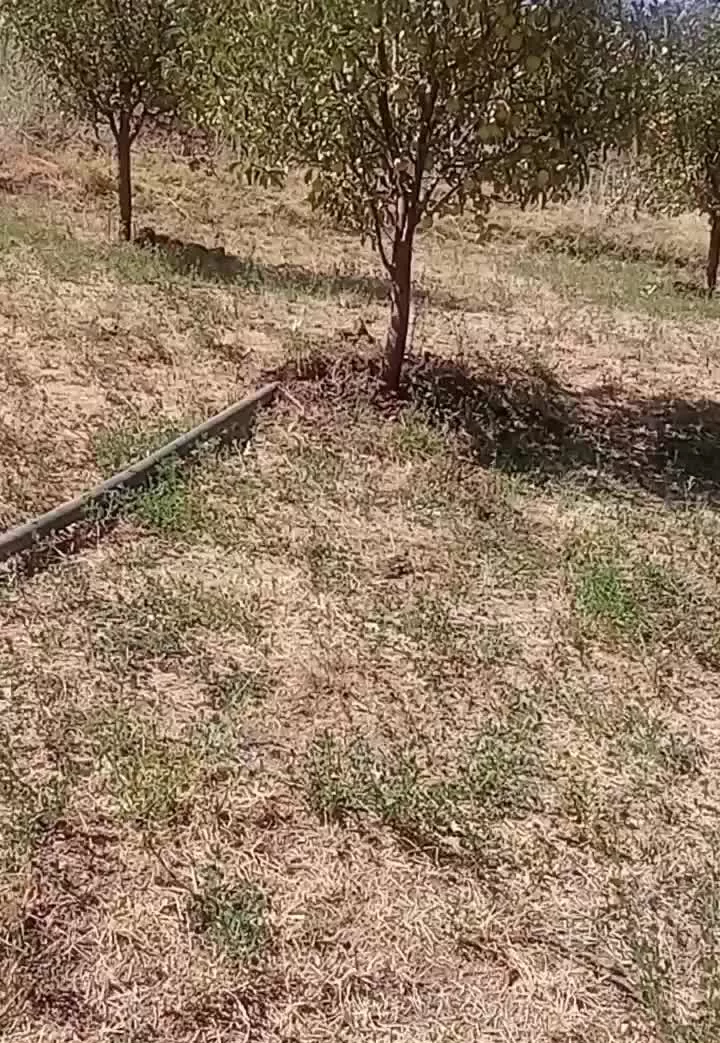 فروش باغ در روستای هیجانان