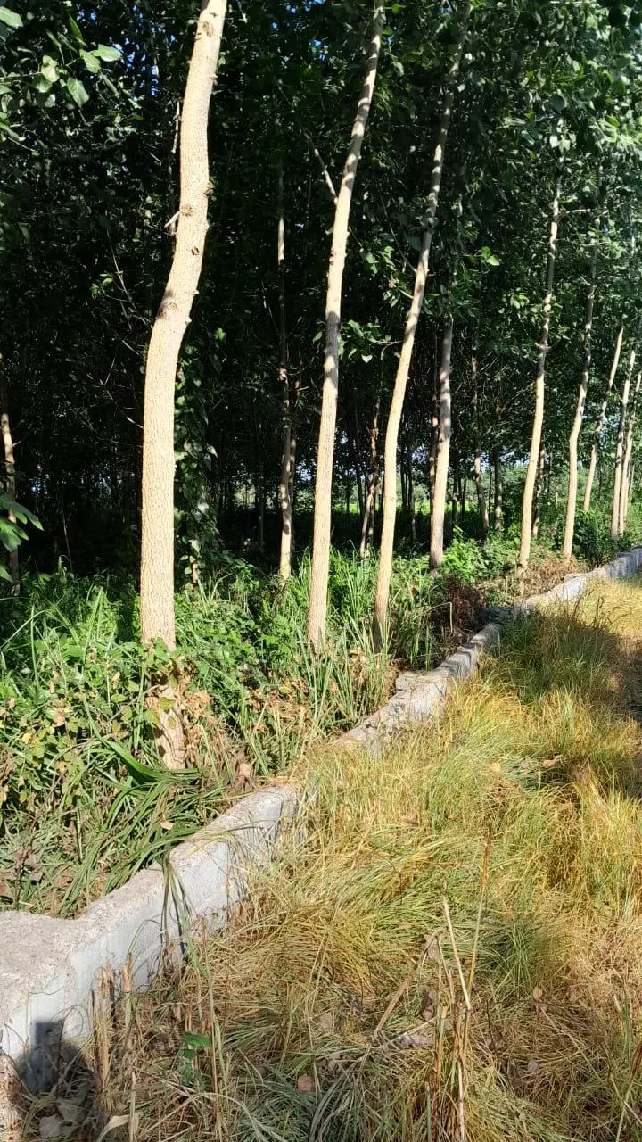 ۱۰۰۰ متر زمین باغی با درخت صنوبر