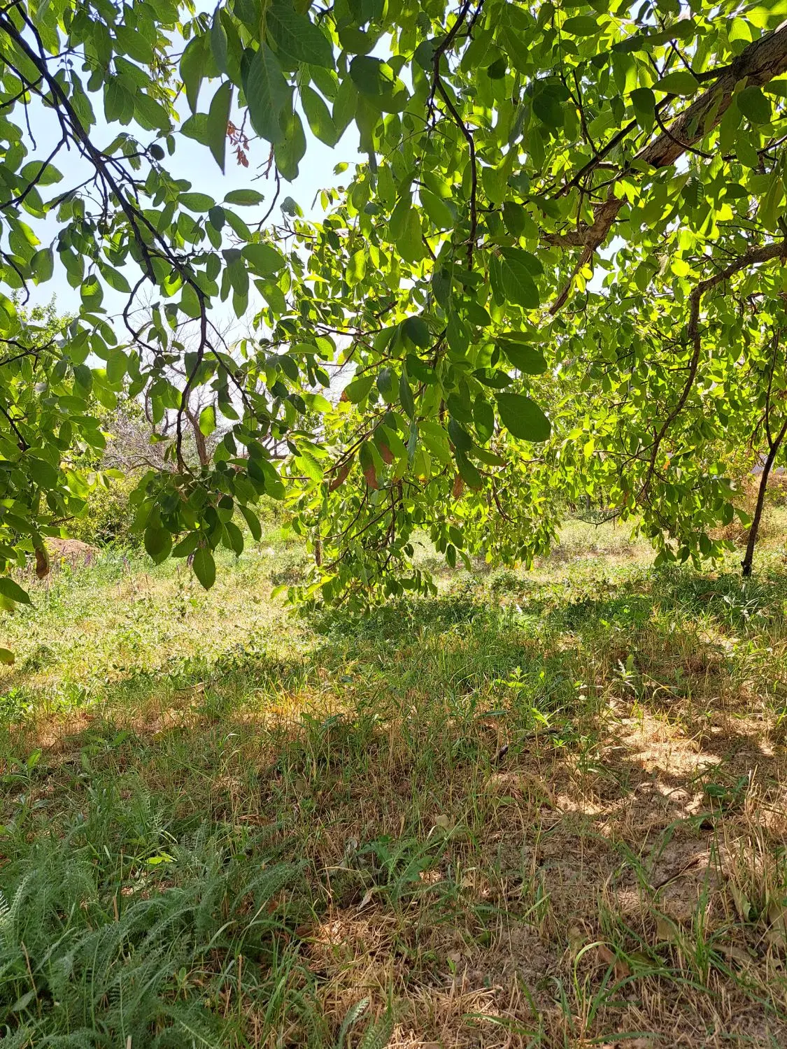 صفا باغی