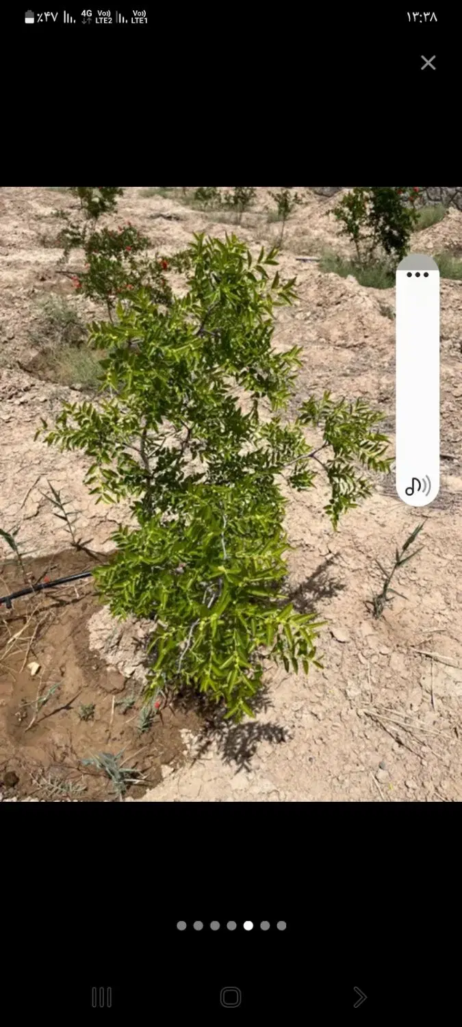 زمین باغی سنددارداخل مجموعه