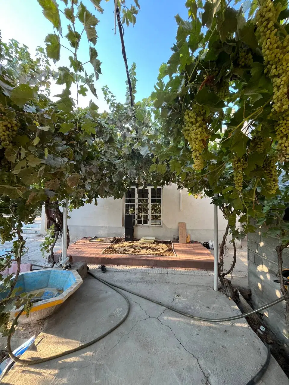 باغ میوه و انگور