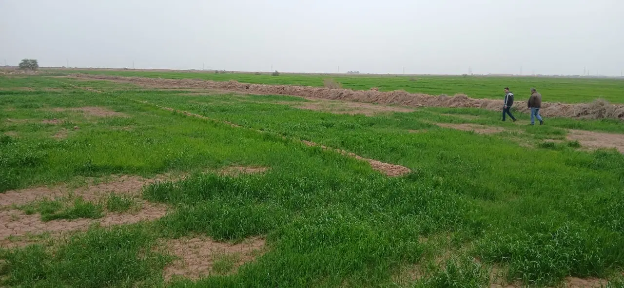 زمین۲۵۰متری مربعی شکل سنگکاری شده