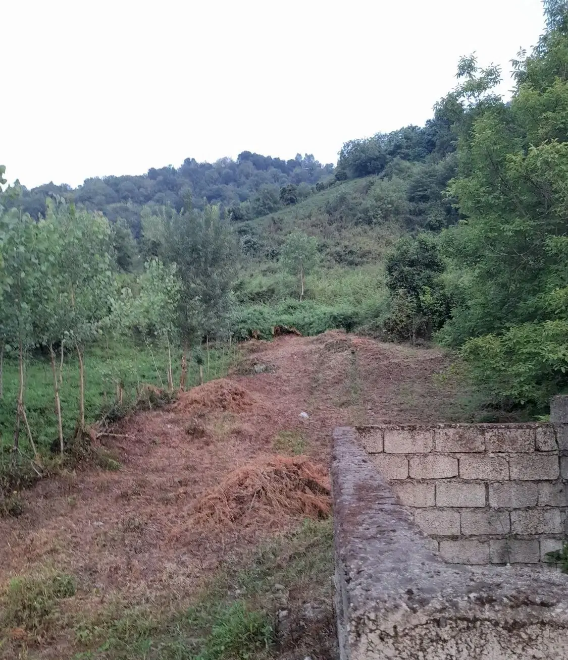 زمین باغی