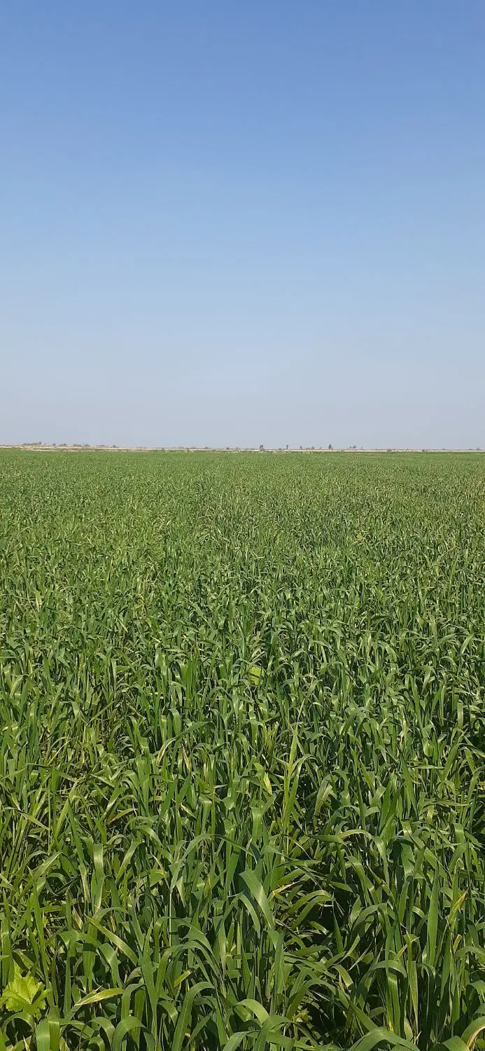 دو هکتار زمین کشاورزی روستای سادات ام عگله