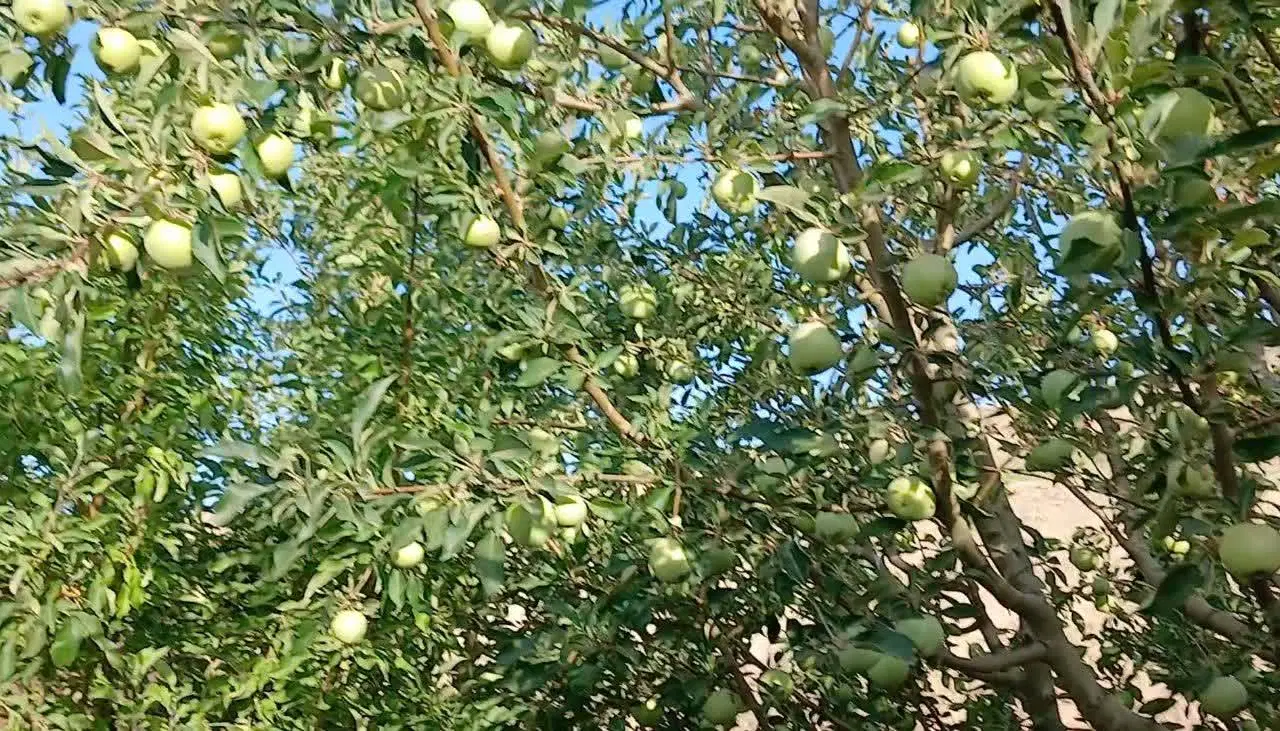 یک هکتار باغ و زمین زراعی سند تک برگ