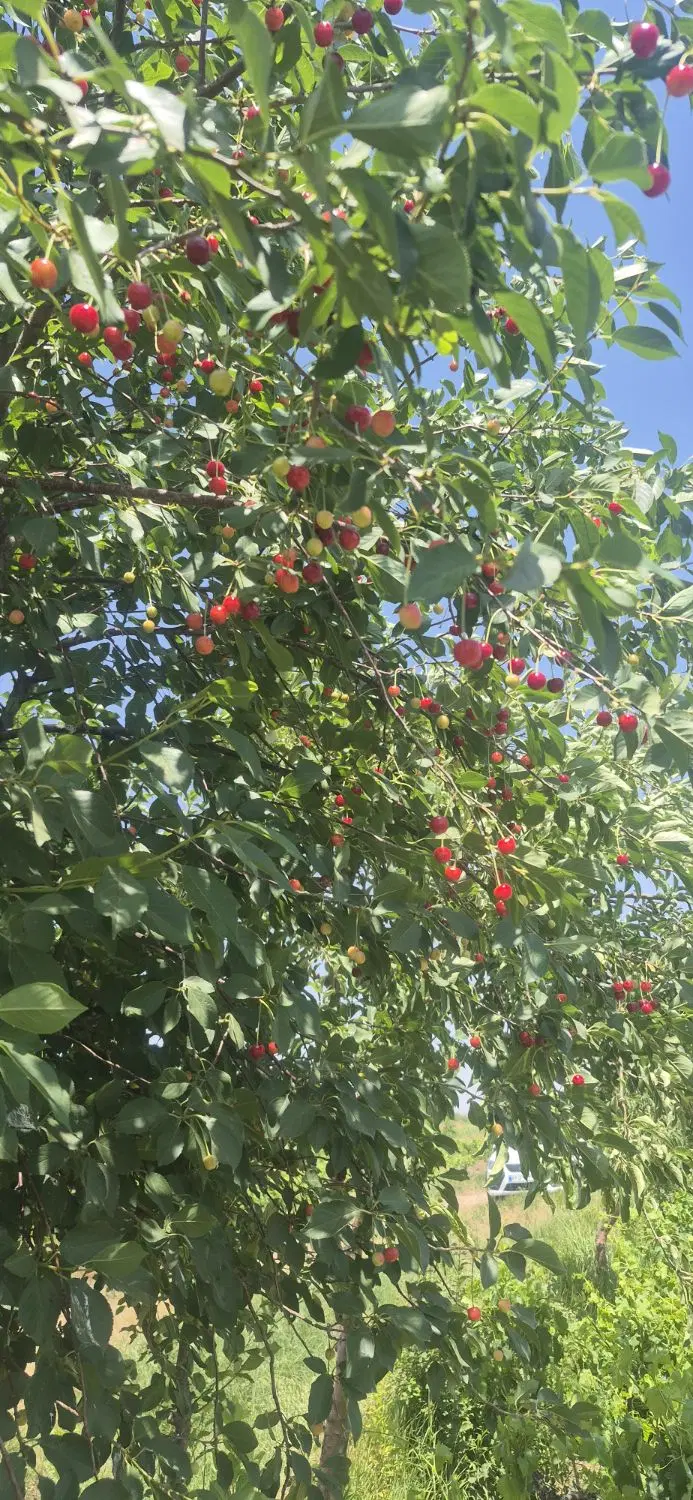 باغ میوه