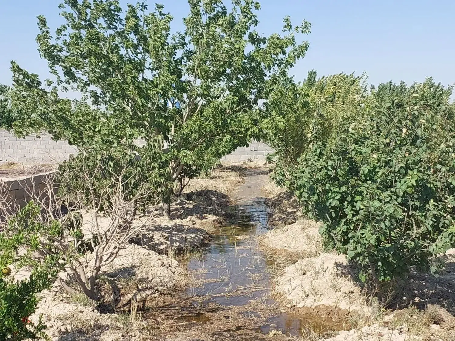 باغ باغچه چهار دیواری زمین