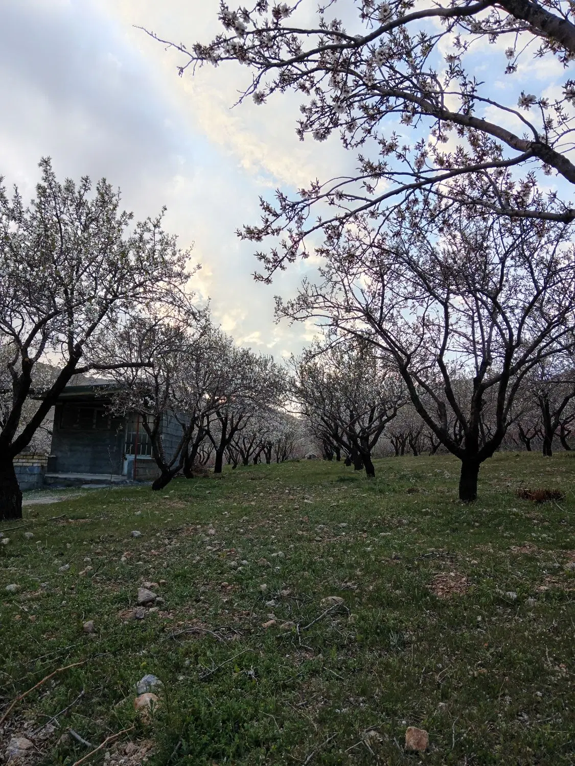 طرح عمان 5 جریپی سامان