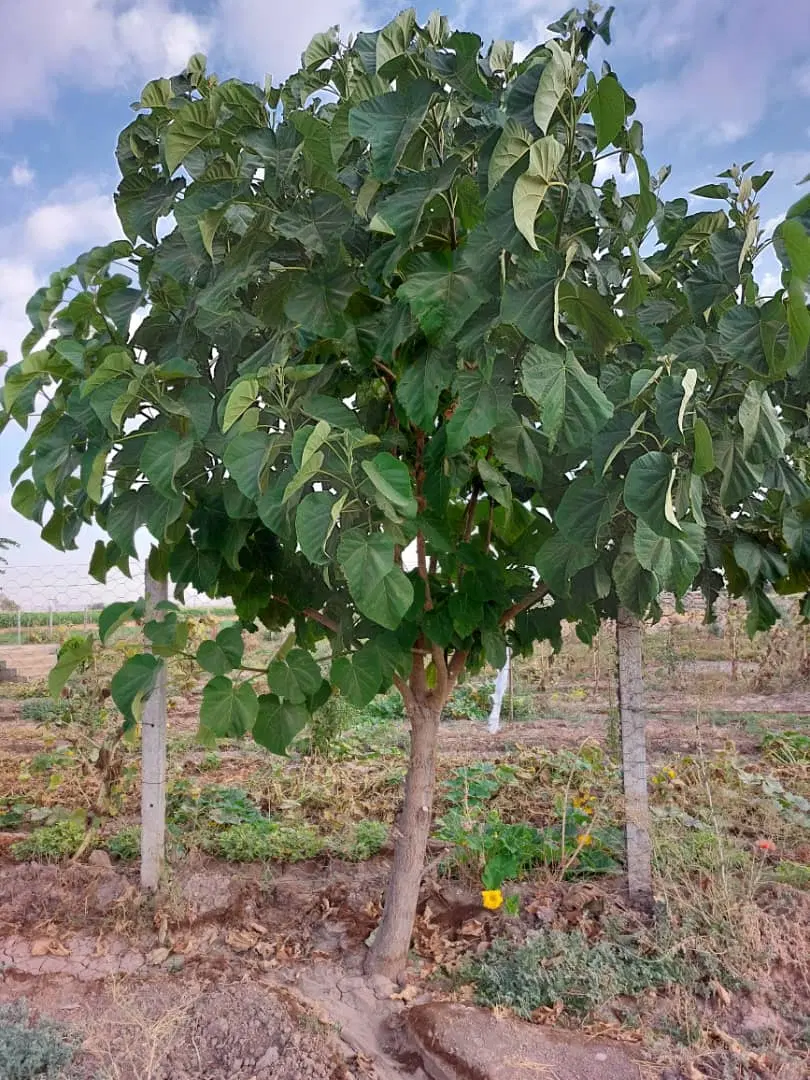 باغچه ۲۰۰۰ متری سند دار