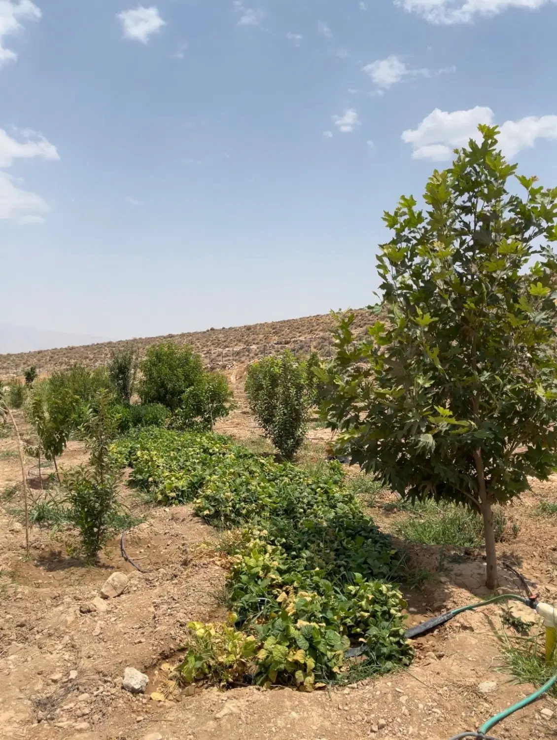 زمین باغی آتشکده فیروزآباد