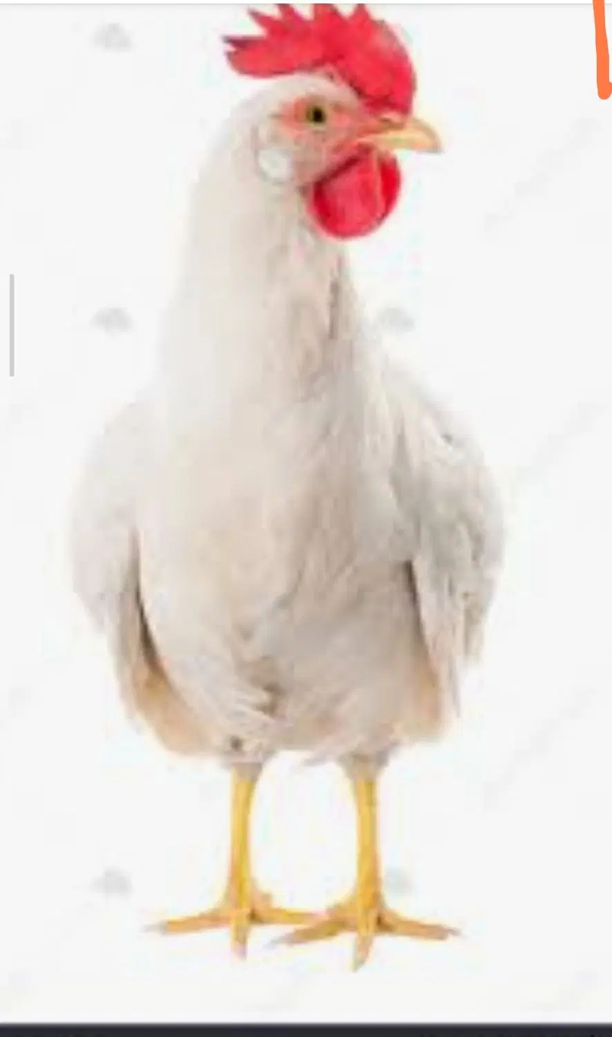 مغازه مرغ فروشی