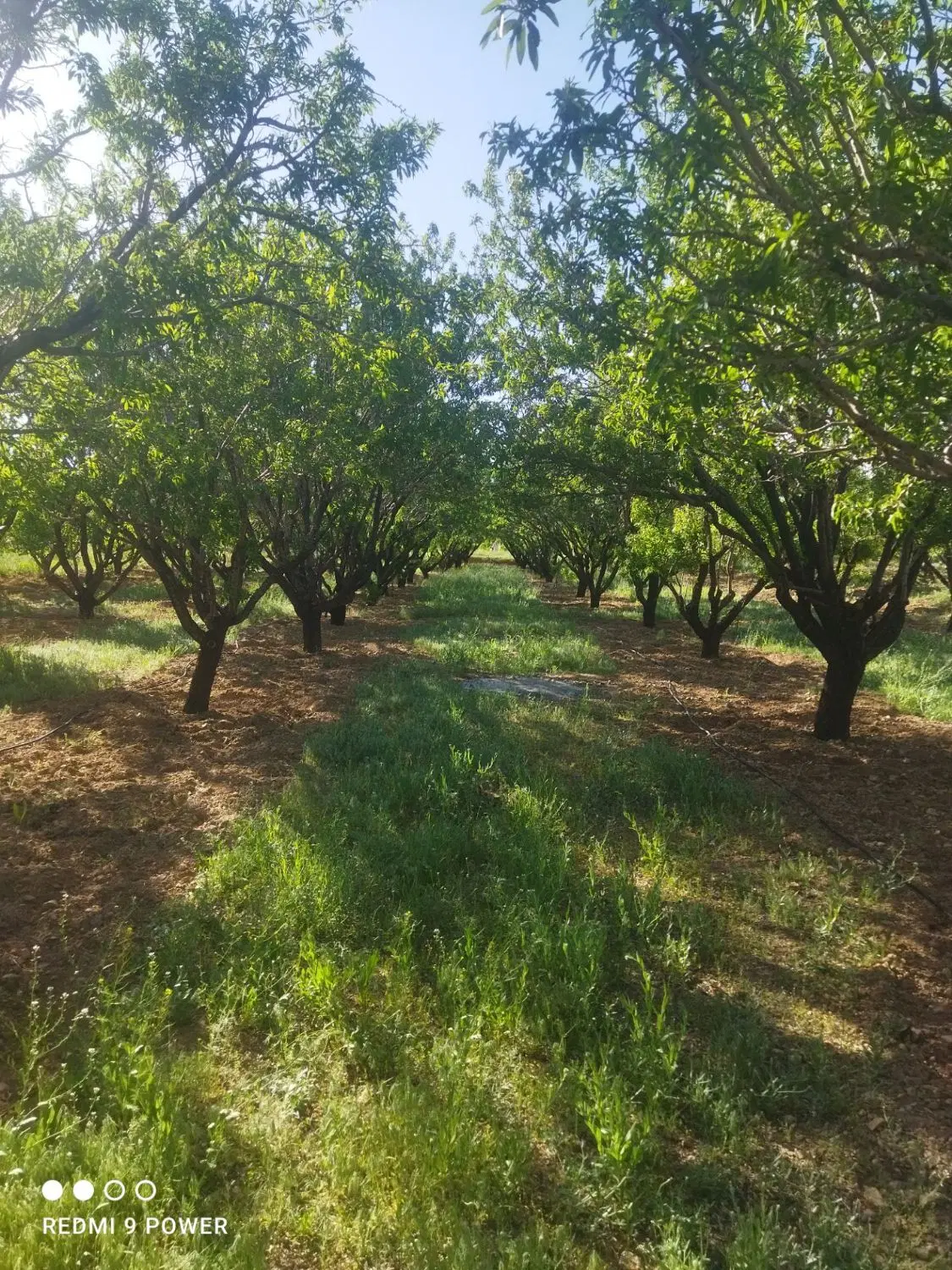 باغ زمین کشاورزی باسند