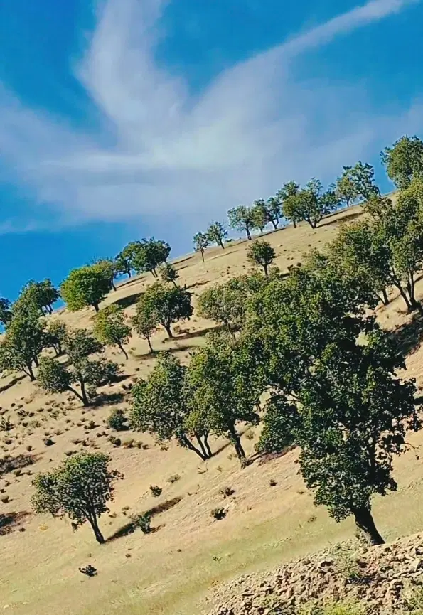 زمین بنسنجان