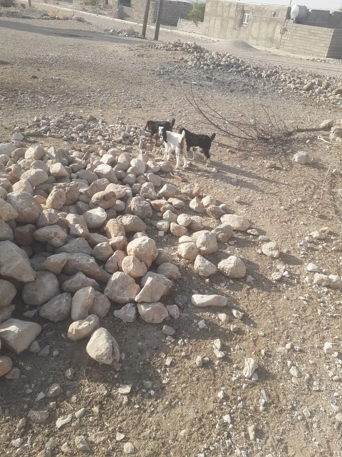 زمین بفروش می ره