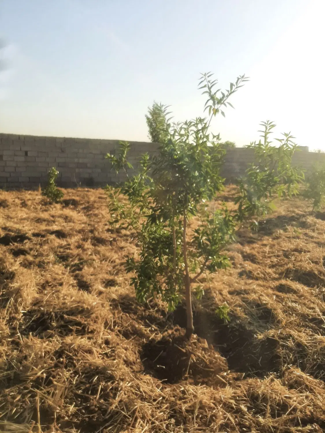 باغ پسته و بادام در الوند