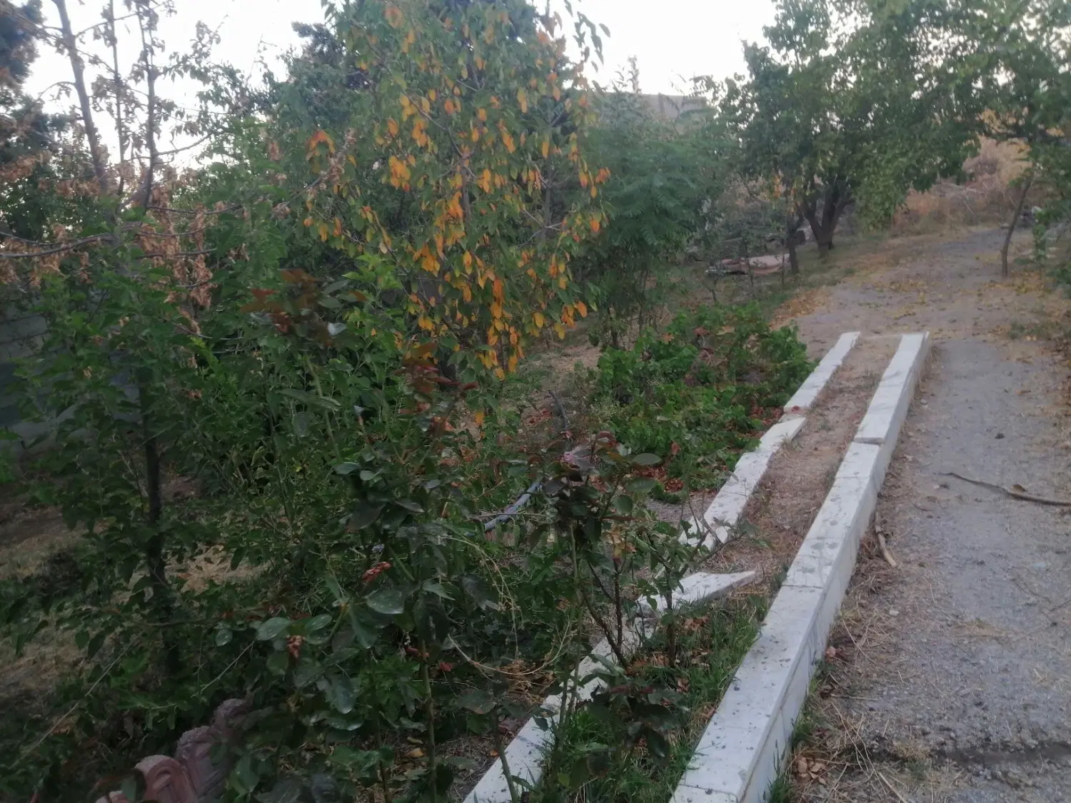 باغ کاهو روستا هاشم اباد