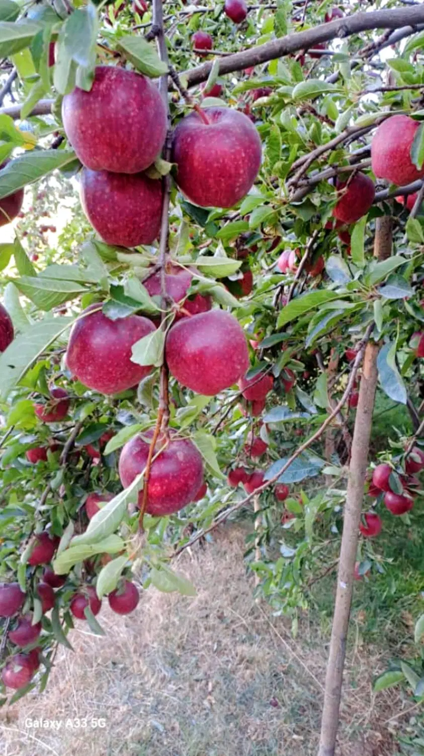 اجاره و فروش باغ سیب زرد و قرمز سوپر و درجه یک