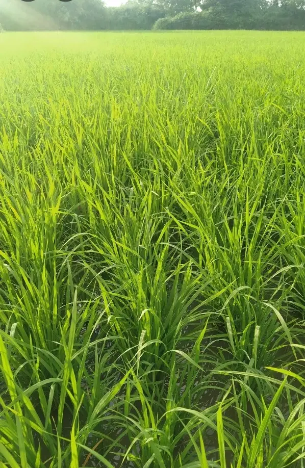 1870متر شالیزار سند دار روستای کمسر