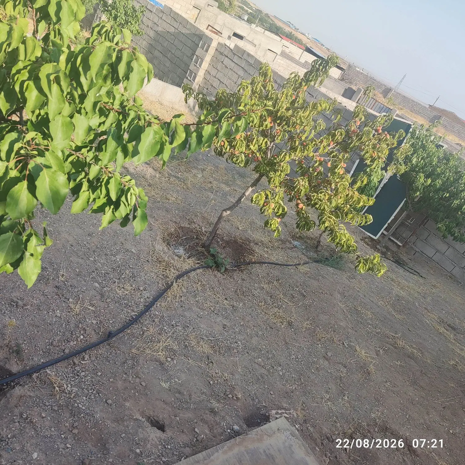 باغ