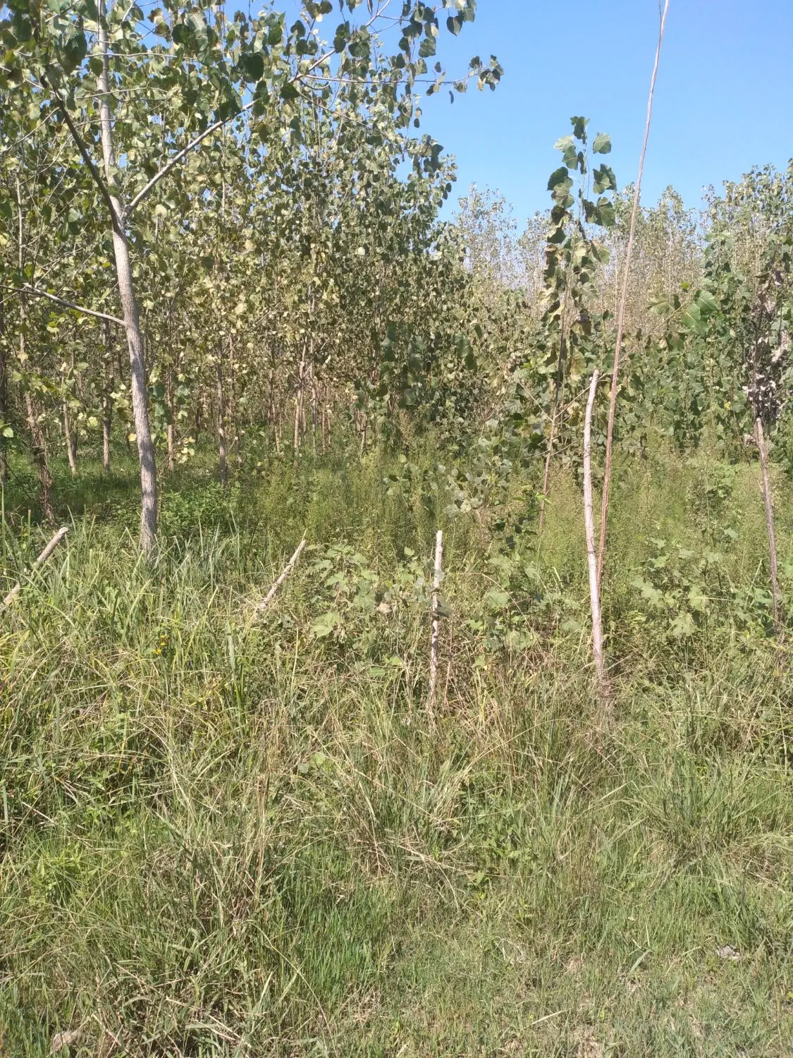 زمین باغات واقع در روستای پاسکه