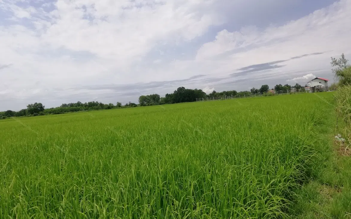 ۱۲ هزار متر بیجار(مزرعه کشاورزی)