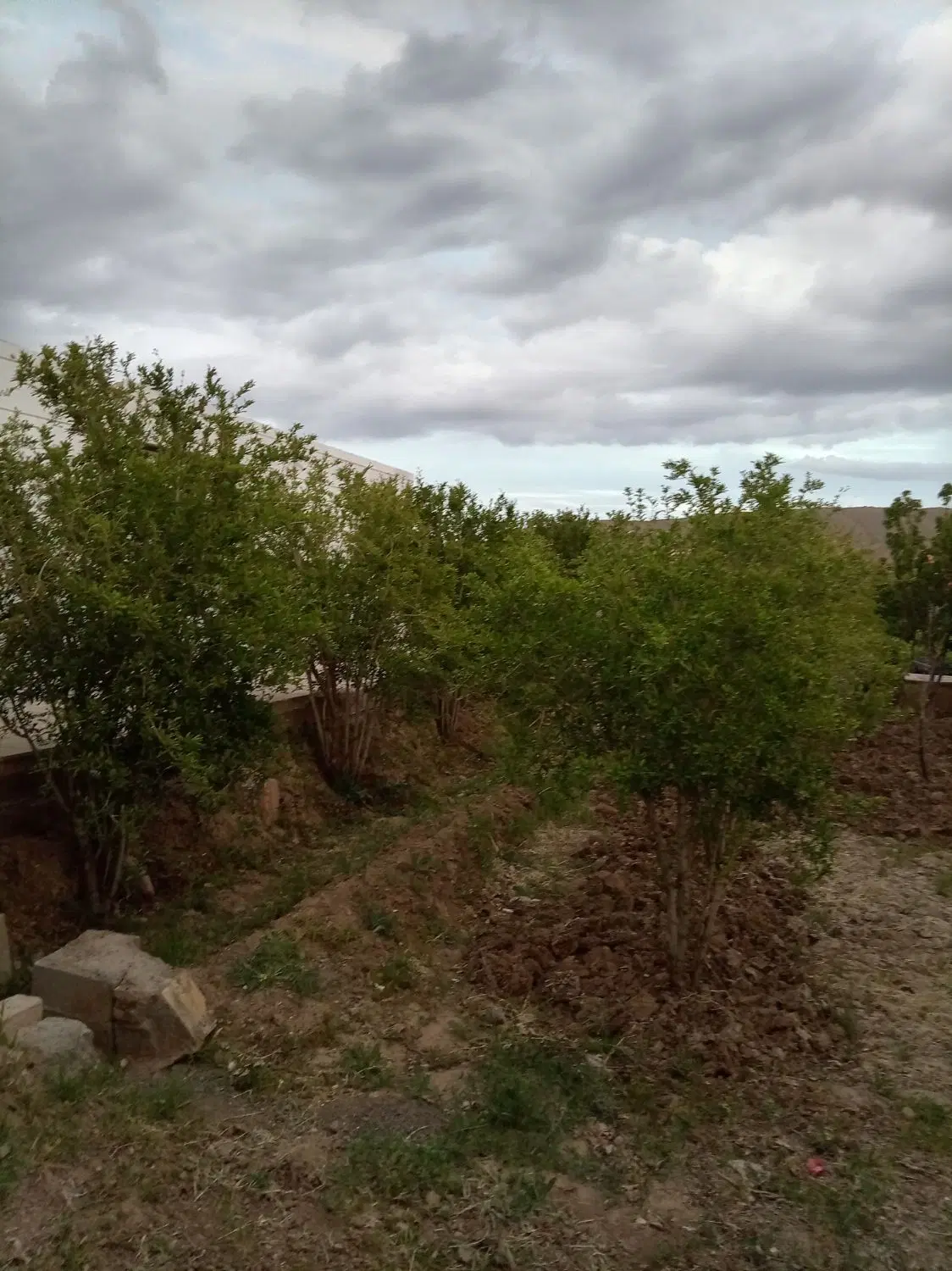 باغ فروشی روستای کسکن