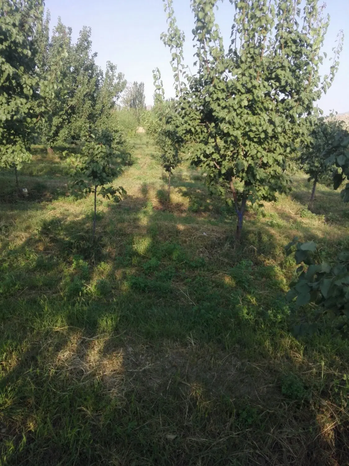 باغ ویلایی حوالی تالار صدف