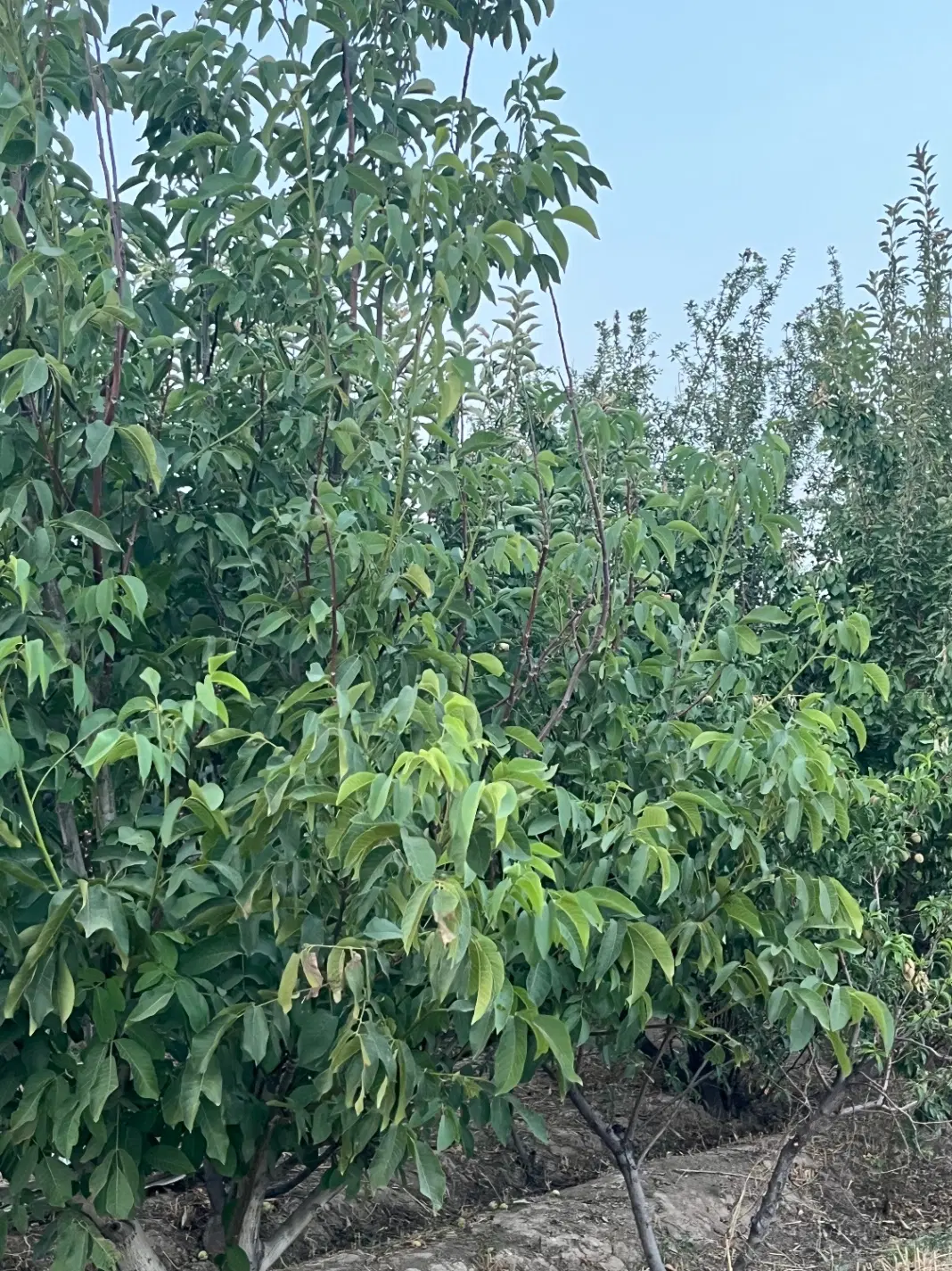 باغ قدیمی چهاردیواری