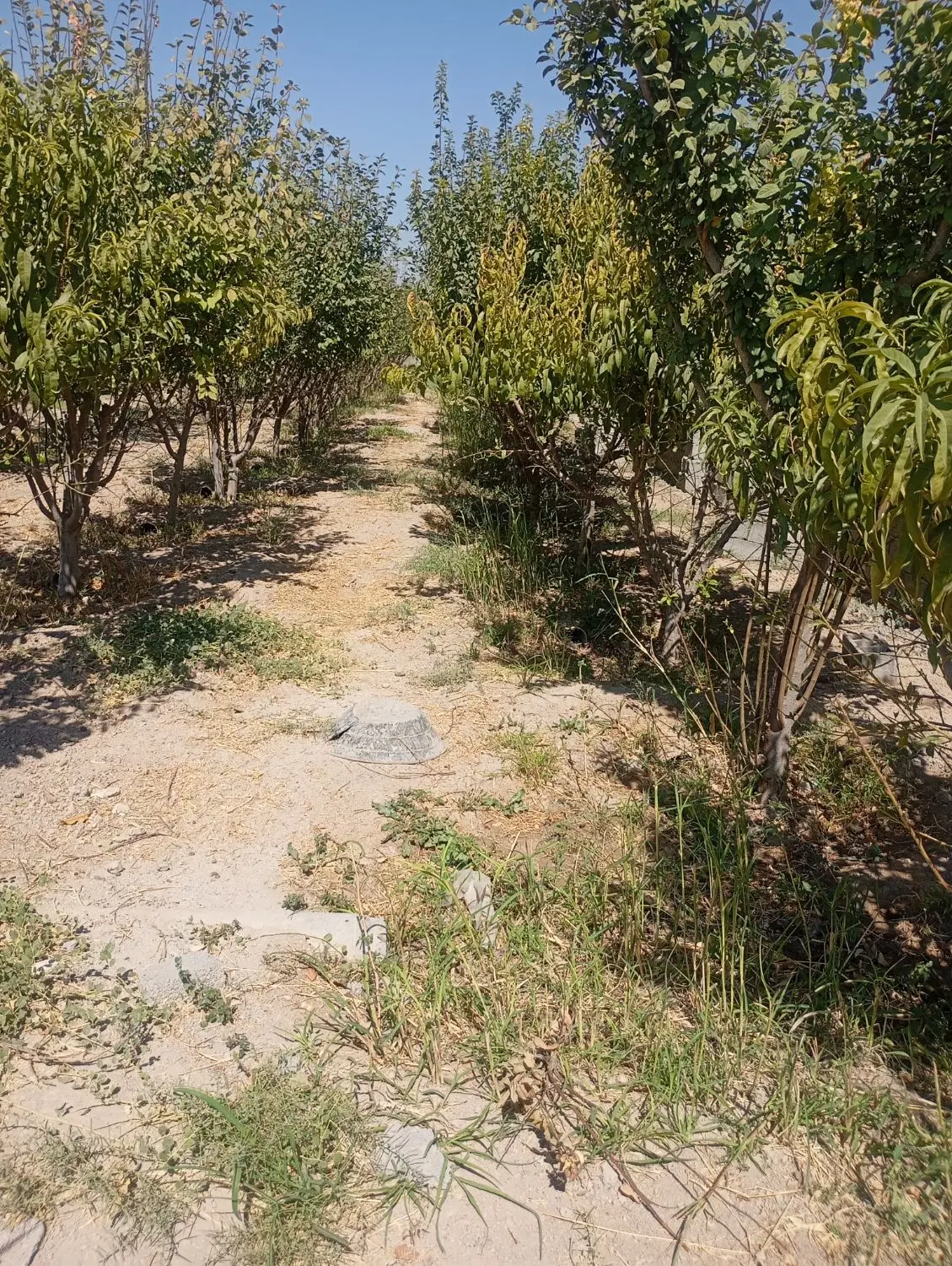 فروش باغ میوه