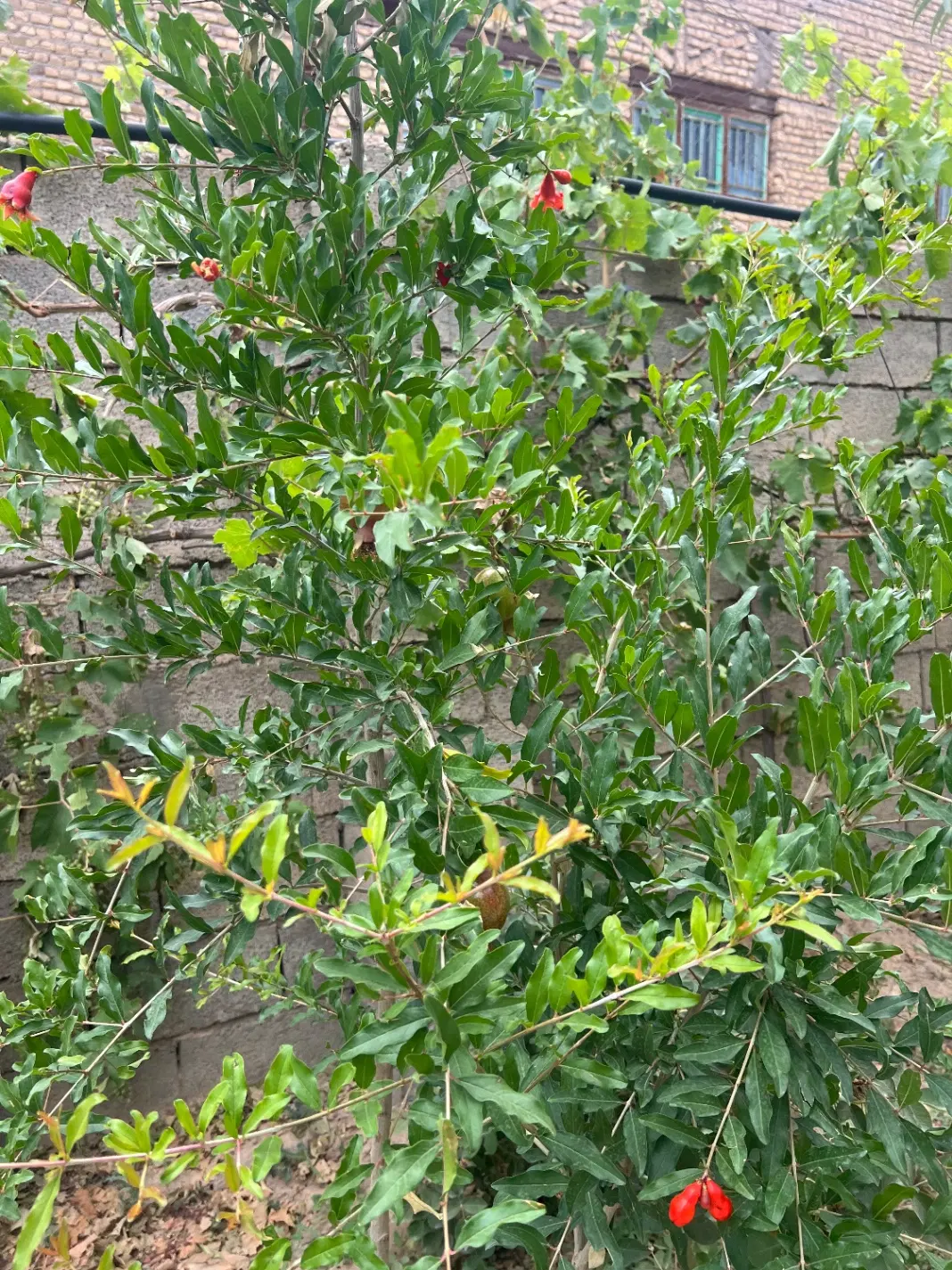 باغ ویلا