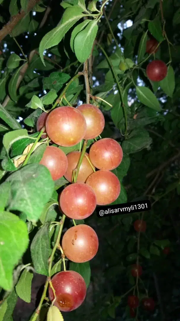 اجاره باغ سیب