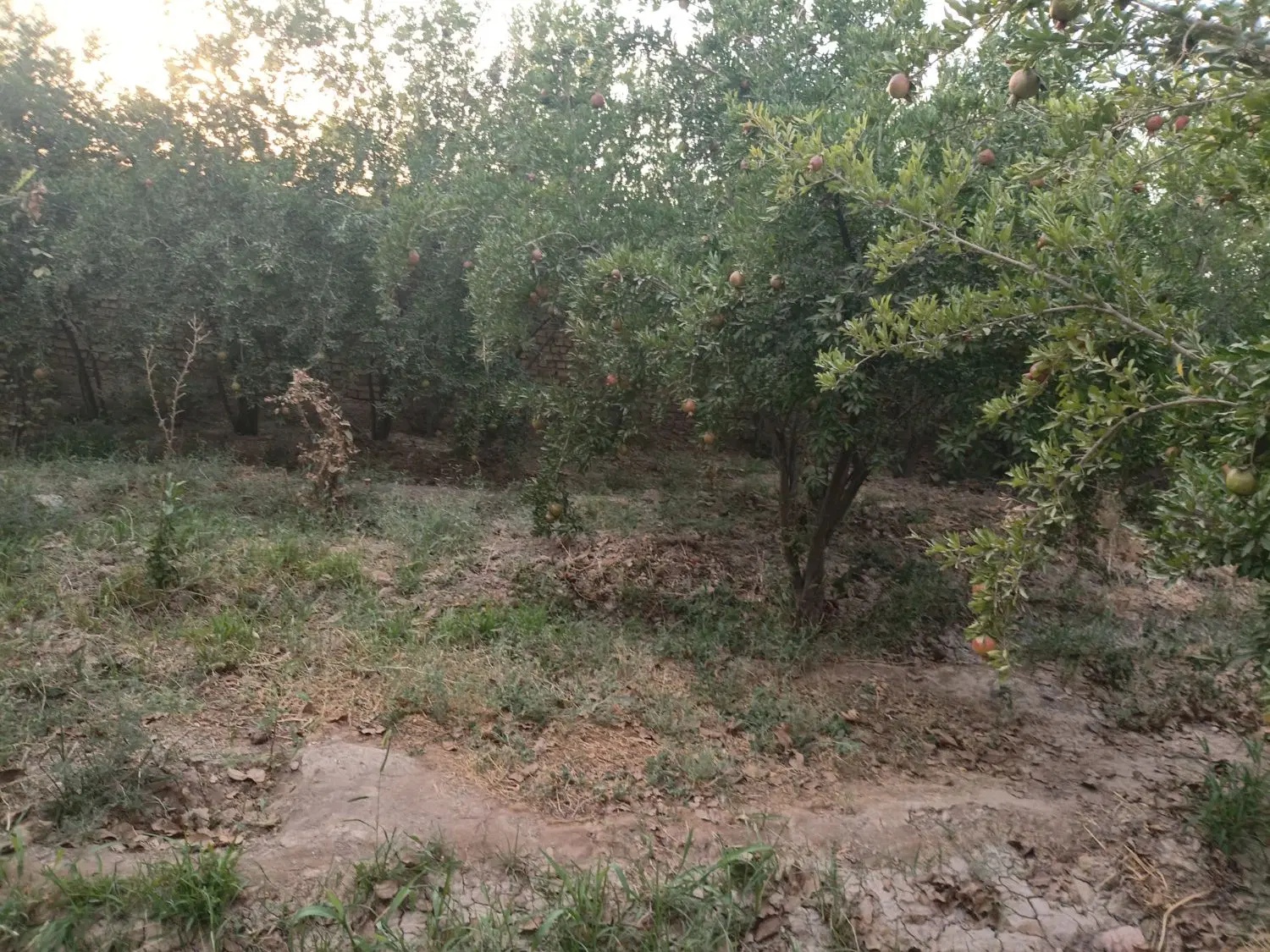 باغ   درختان ۱۷ساله
