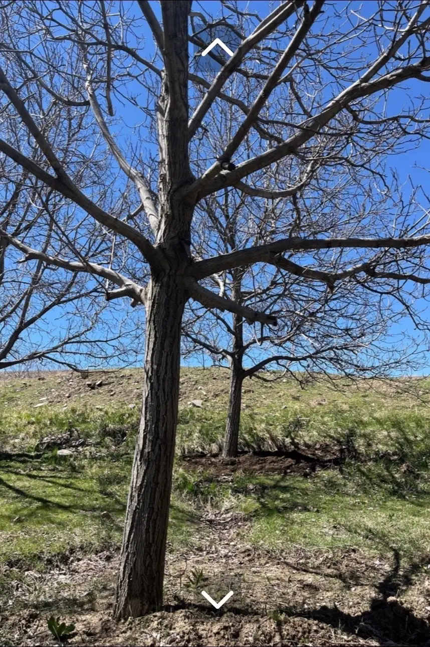 باغ ورکانه
