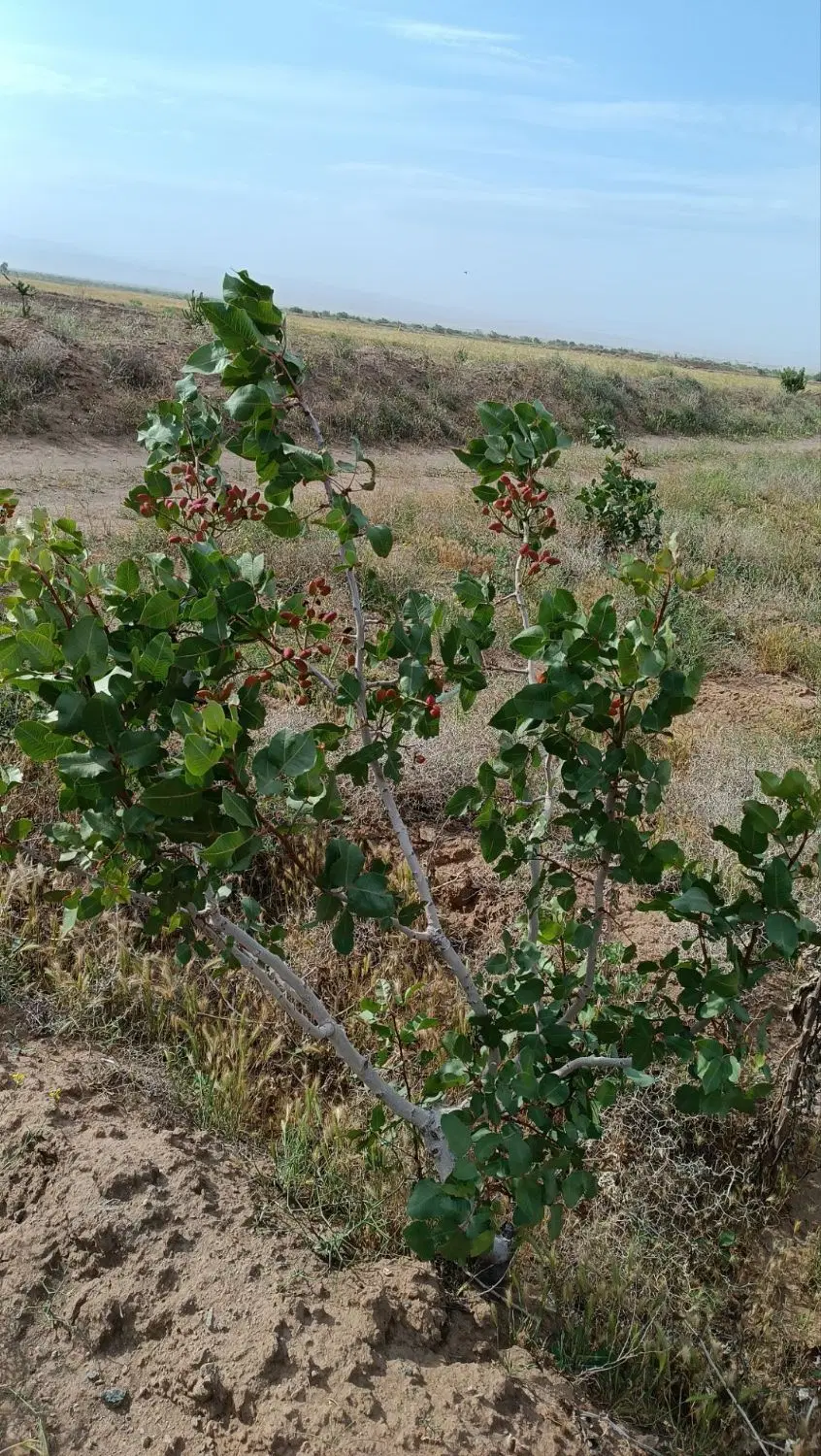 باغ پسته ۲۵۰۰ متر احمدآبادفدیشه