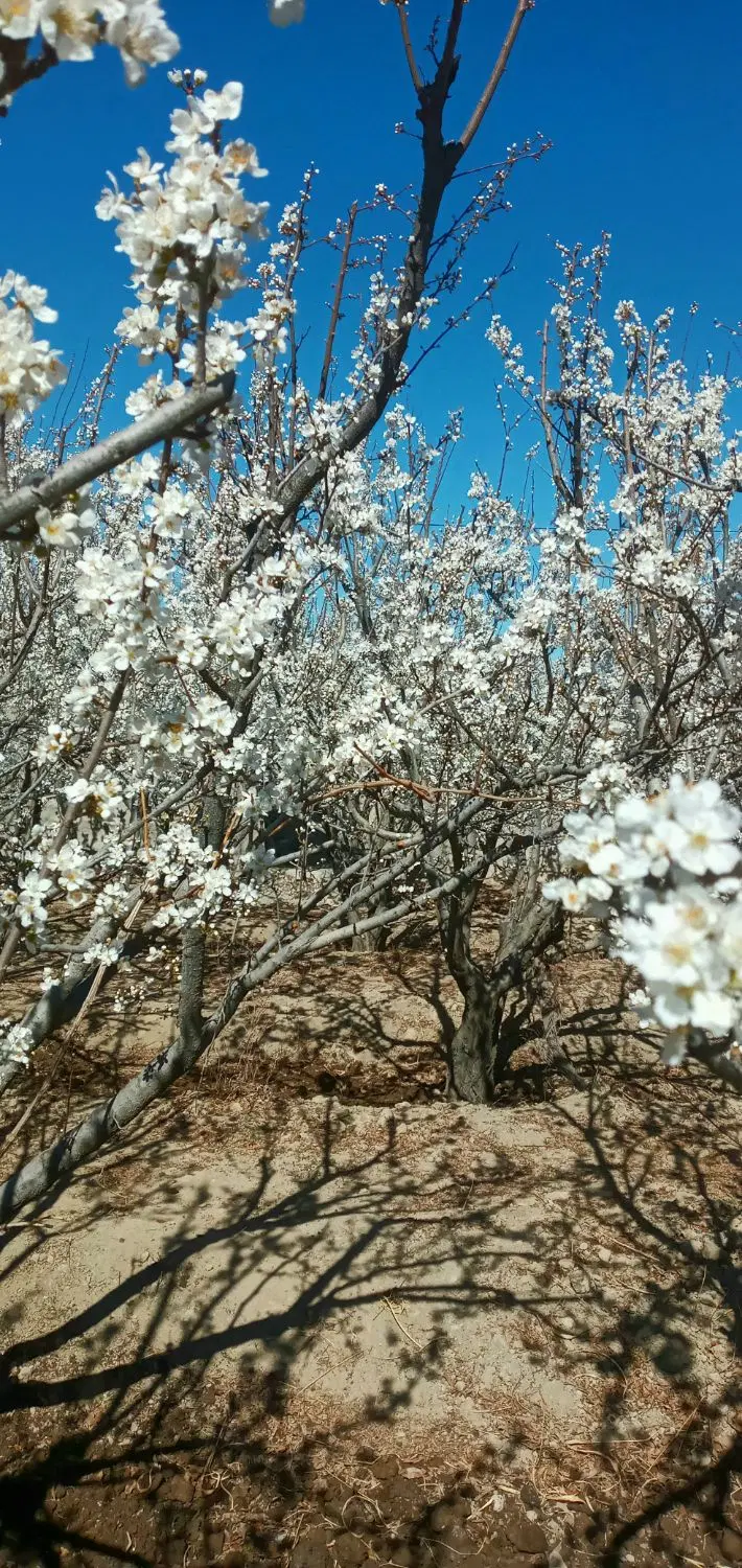 باغچه چهاردیواری قدیمی فردوسیه